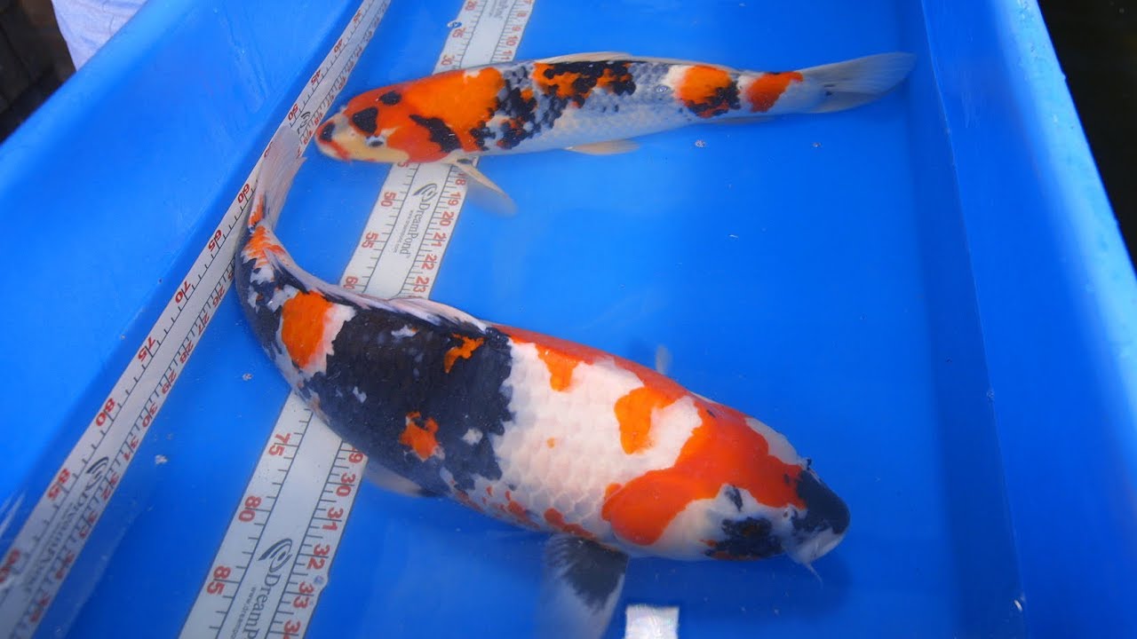 Showa - Koi Body Confirmation and Pattern Comparision