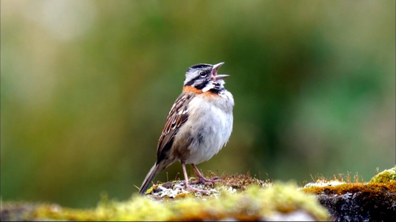 Rufous-collared Sparrow in Ecuador. Singing, calling & juvenile