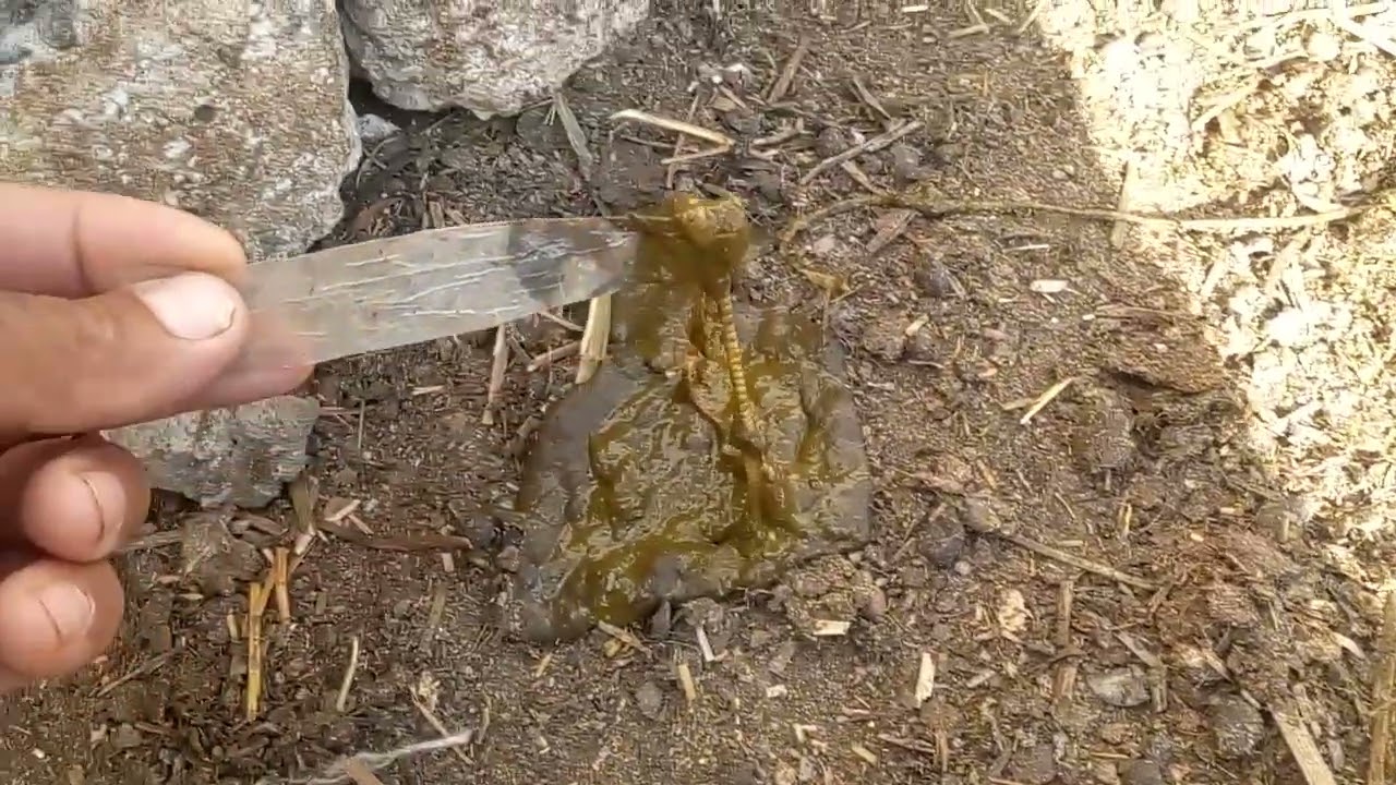 نتيجة تجريع الاغنام للتخلص من الديدان شوف حجم وطول الدود اللي نزل