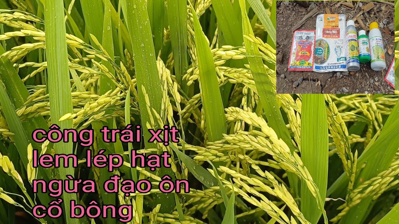 Xịt cử công trái me vi khuẩn +vàng lá kanopy cử 5 vụ đông xuân 