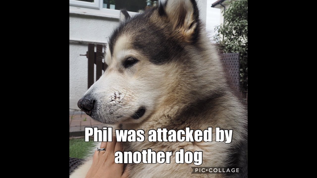 Teddy bear Phil was attacked - Alaskan Malamute