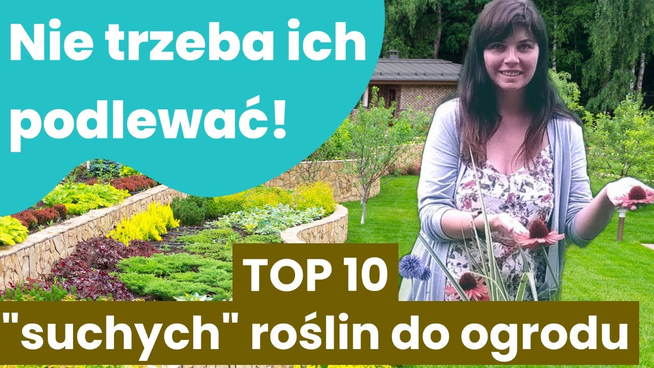 Lista roślin (10) do ogrodu na stanowisko słoneczne, suche. Nie wymagające częstego podlewania