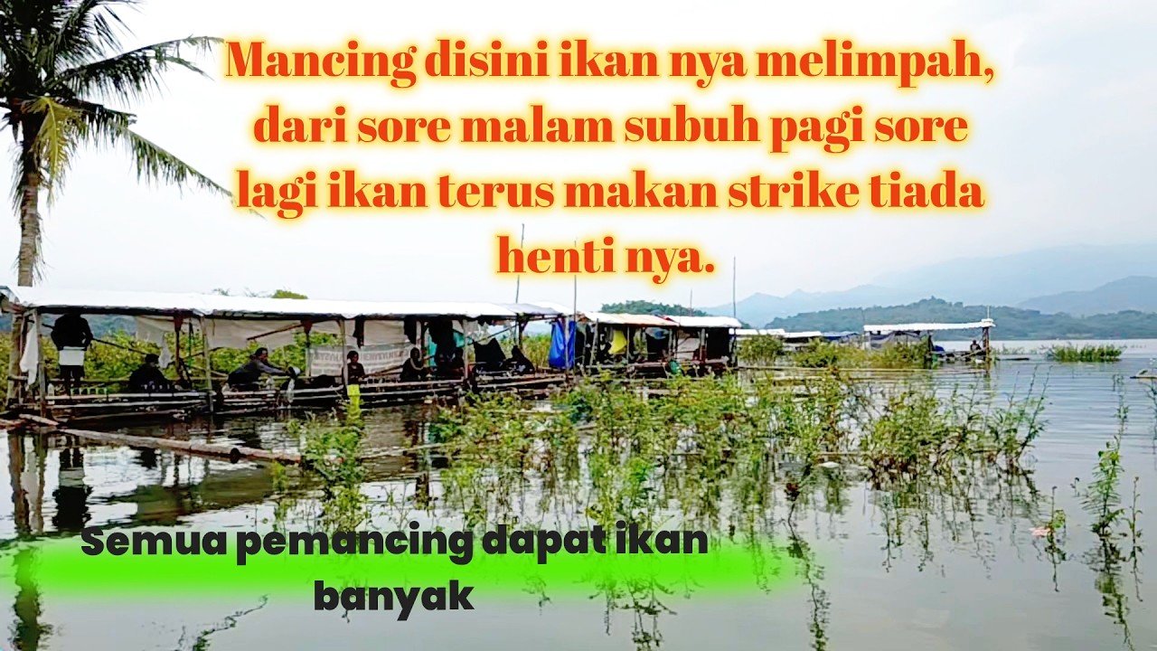 Mancing ikan nila sambaran ikan tiada henti