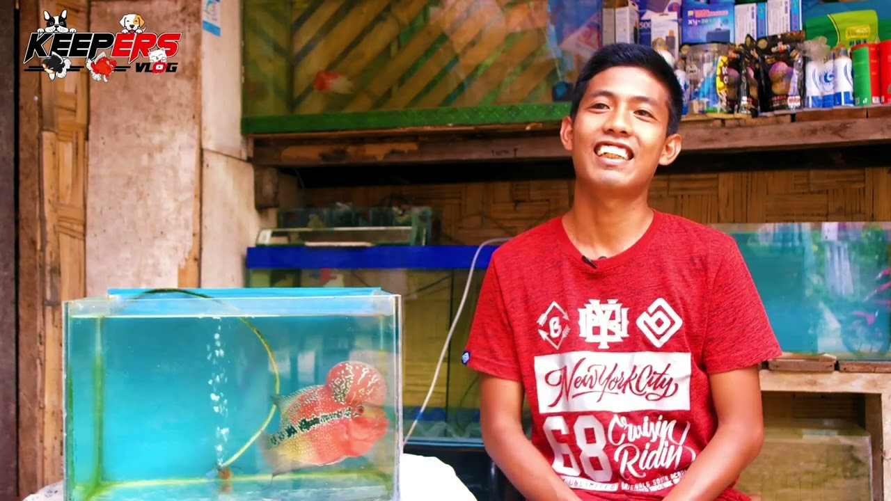 Sideline income ng isang fulltime Empleyado | Flowerhorn Breeder | Vlog # 13 | KEEPERS VLOG