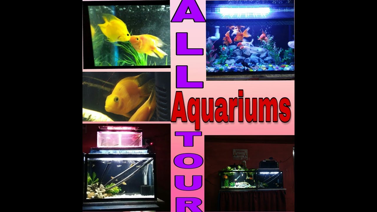 My All Aquarium's Tour | DIY Aquarist |