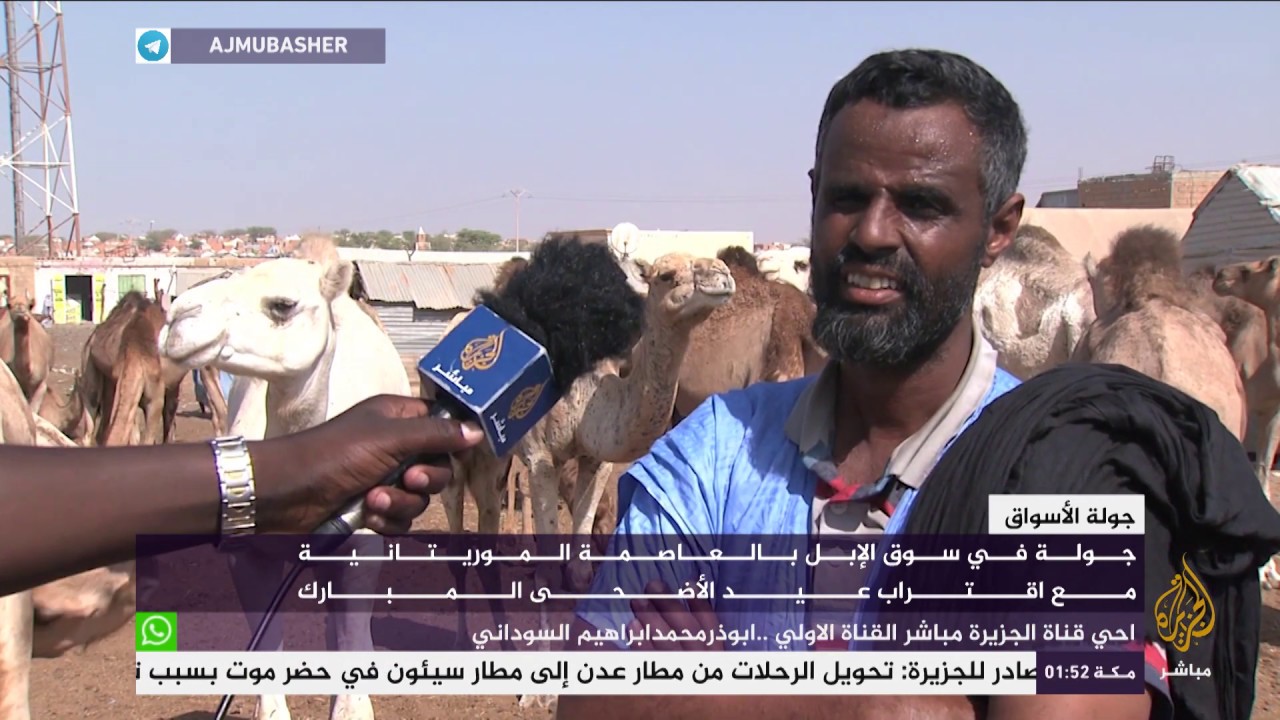 جولة في سوق الإبل بالعاصمة الموريتانية مع اقتراب عيد الأضحى المبارك