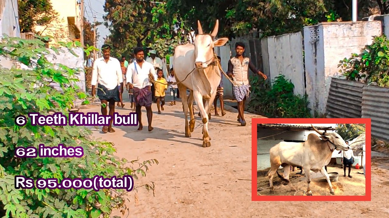 Super Khillar Bulls// Super Size Khillar Bulls