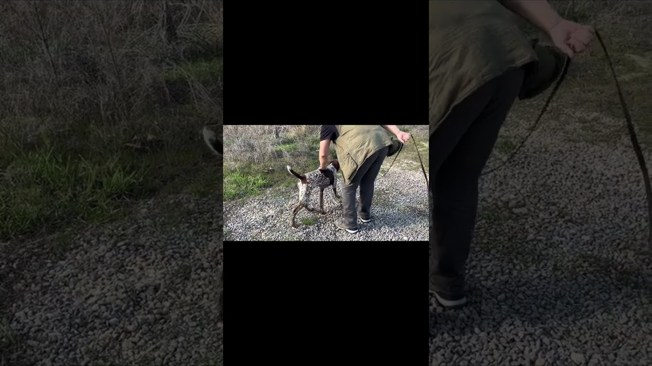 Prima zi de lucru cu o catelusa de 7 luni, tinuta doar in curte si nesocializata. invatam alfabetul.