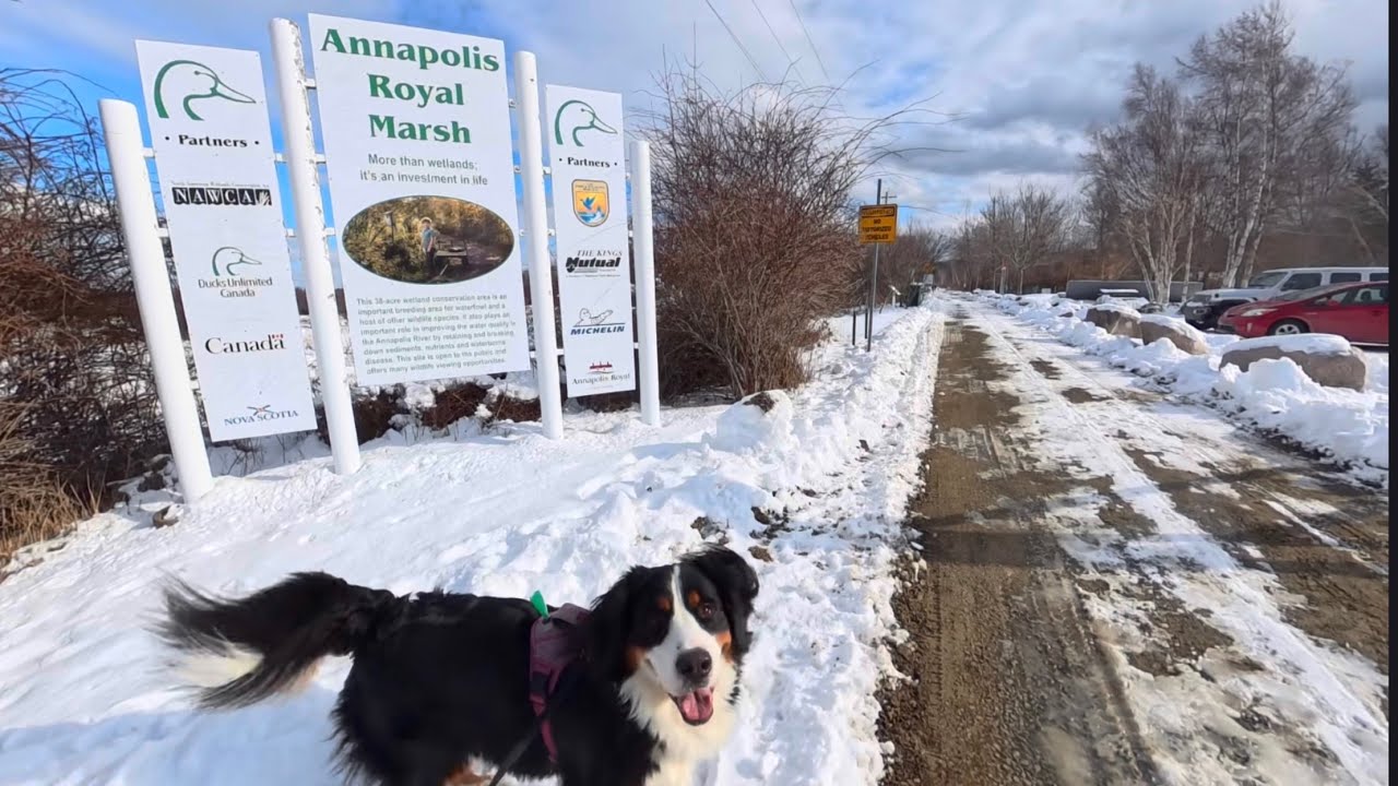 Walking my Bernese Mountain Dog at French Basin Trail | Annapolis Royal | Nova Scotia 🇨🇦 