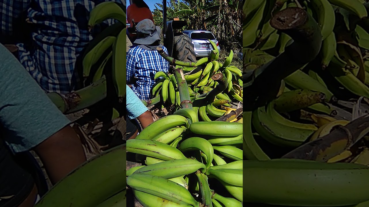 las cosechas de las fincas agr&iacute;colas de guanica
