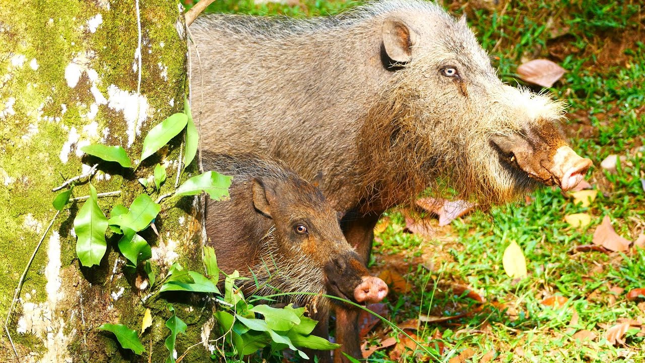 Wildlife Chronicles - The Bearded Pig - Bako National park   Borneo