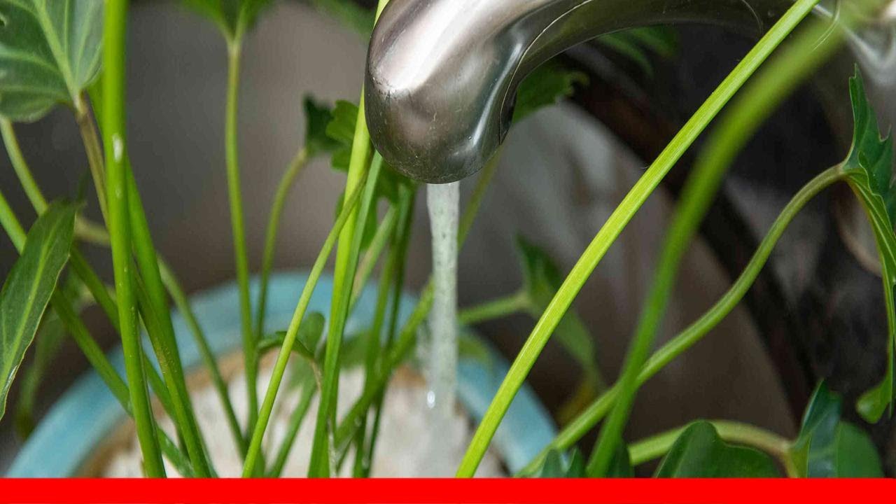 8 Houseplant Mistakes You Might Be Making 🛋️