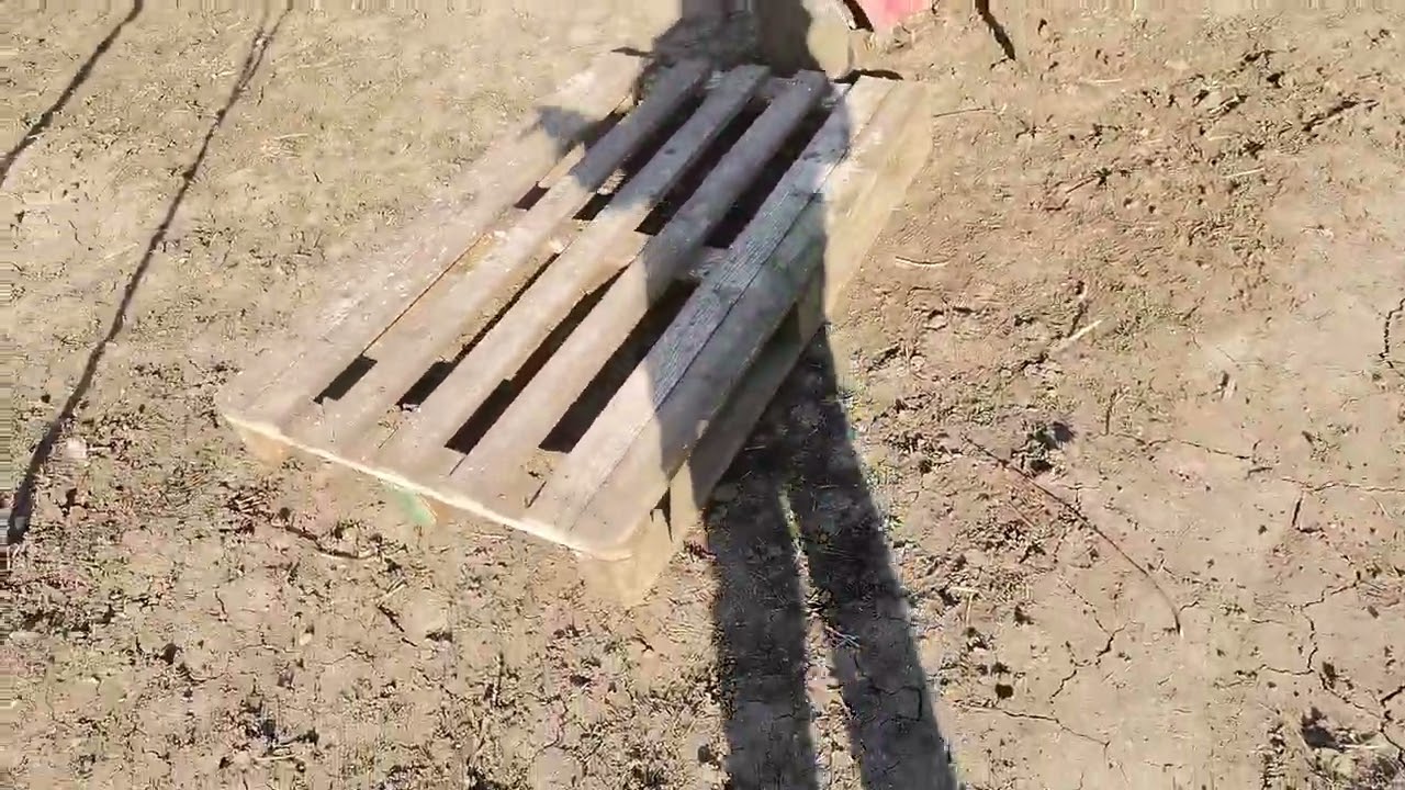 Am semnat. Cum sa protejați păsări de curte de prădători? 🥰