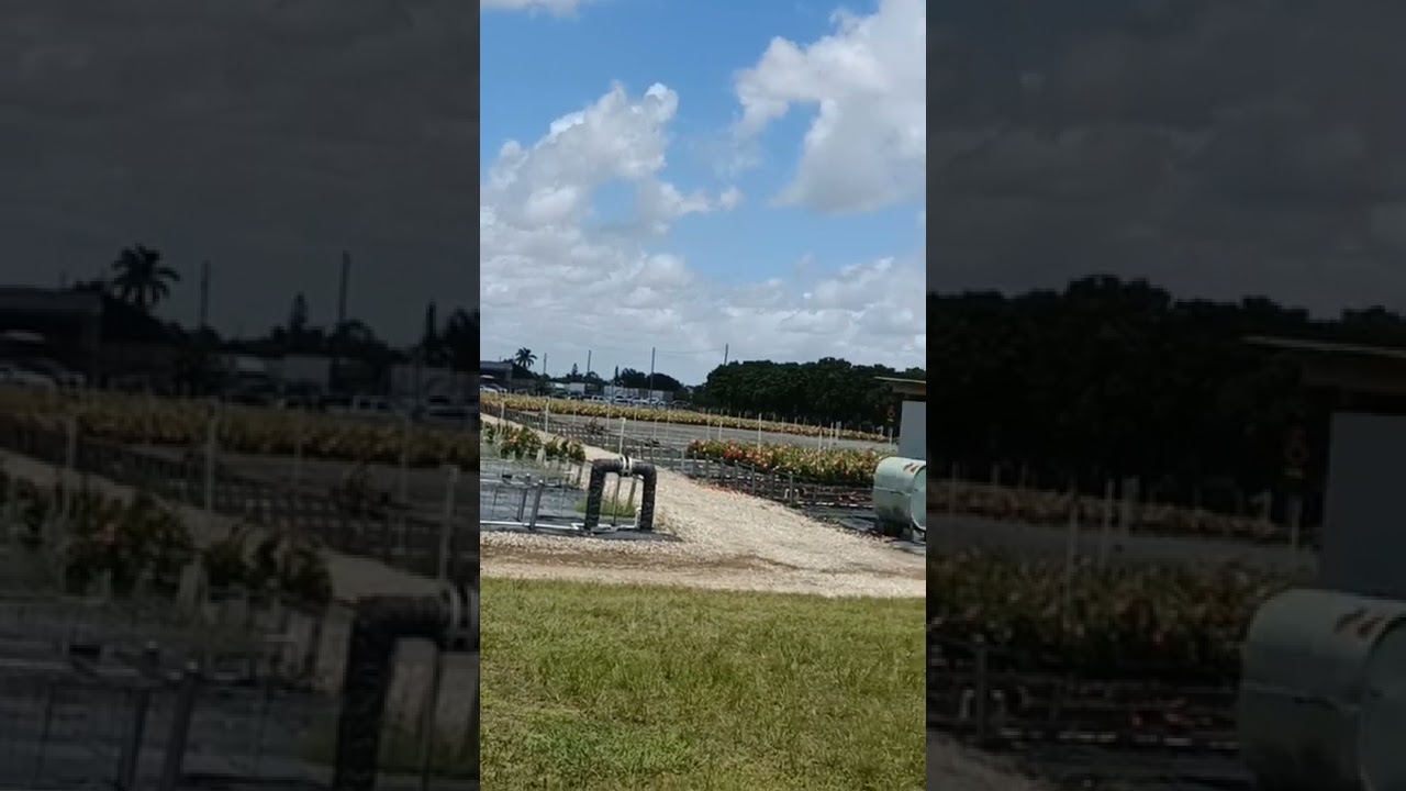 flower farm #florida  #flower #plants