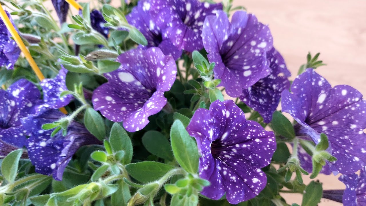 🌿🌸PETUNYA BAKIMI NASIL OLMALI #çiçekbakımı #çiçekcoşturan #flovers #petunia  🌸🌿
