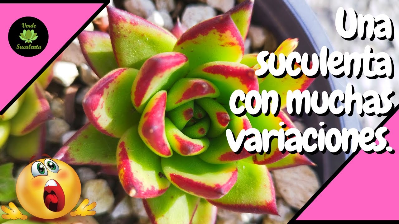 Cuidados y tips para tener Echeverias agavoides bellas en tu jardín.