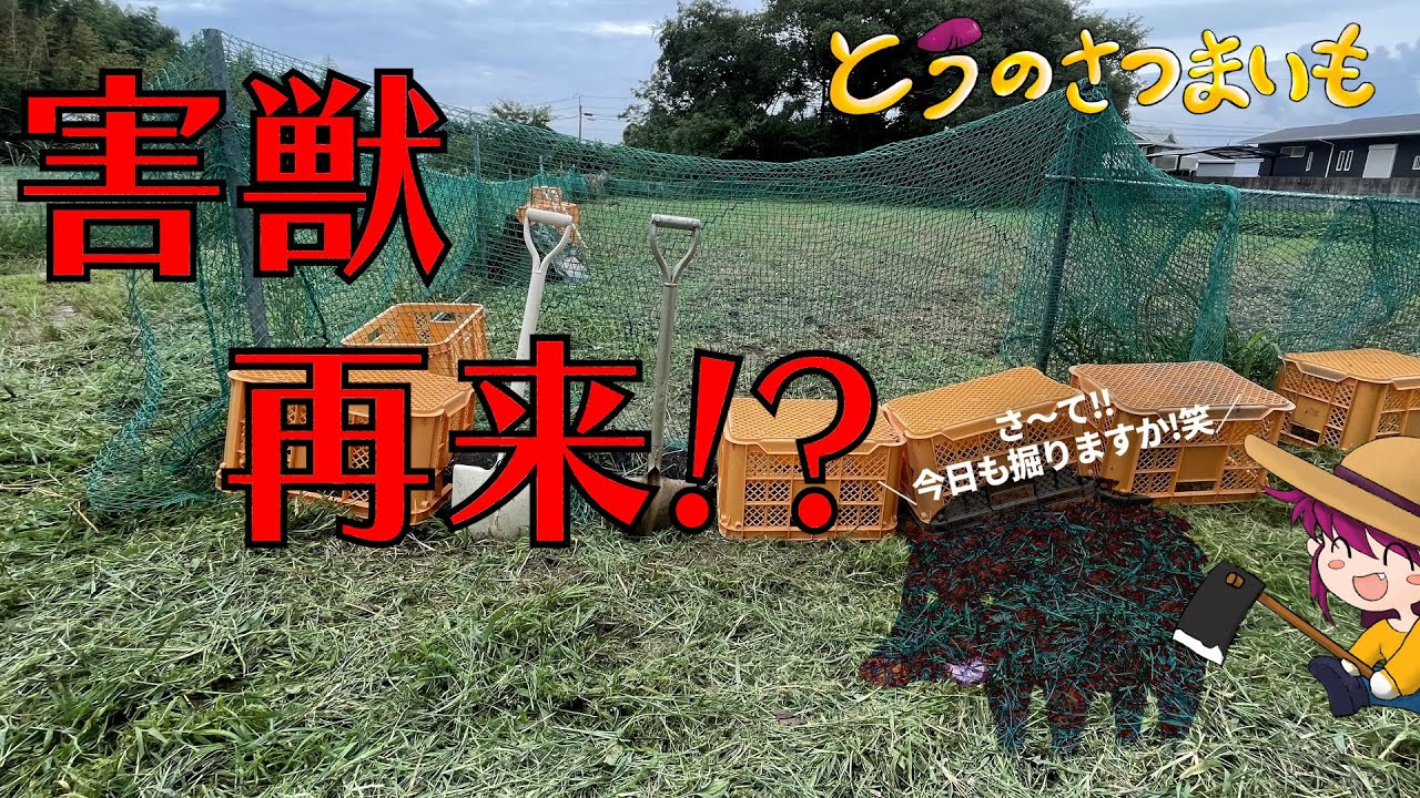 さつまいも畑に害獣再来！？