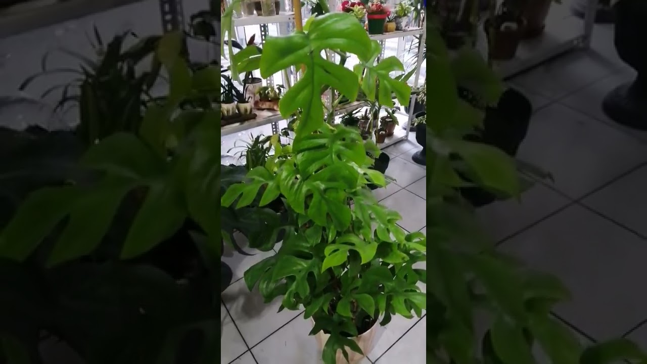 Kocaman bir monstera minima sahibine hayırlı olsun