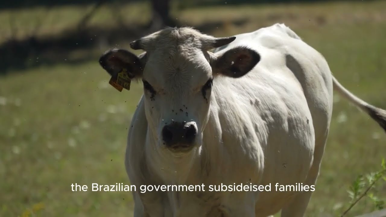 Unveiling the 4.3 Million Dollar Cow