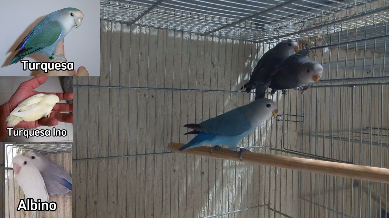Criador de agapornis a mutação que confundi alguns criadores
