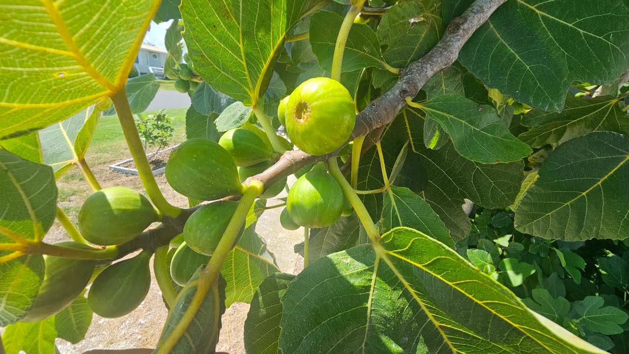 FIG BUSTERS! (FOR WHAT IT'S WORTH). RARELY PRUNE FIGS!