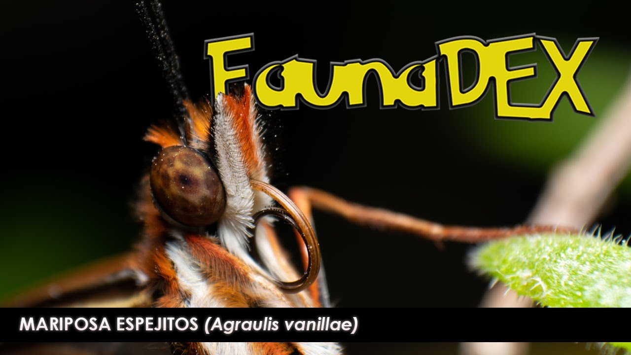 MARIPOSA ESPEJITOS (Agraulis vanillae) &ndash; FAUNADEX #7