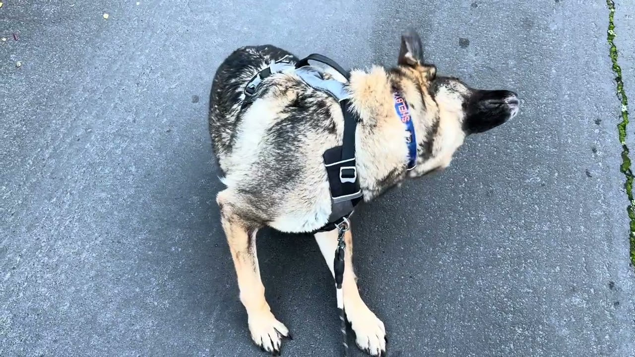 My dog itches herself for roughly 3 and a half minutes