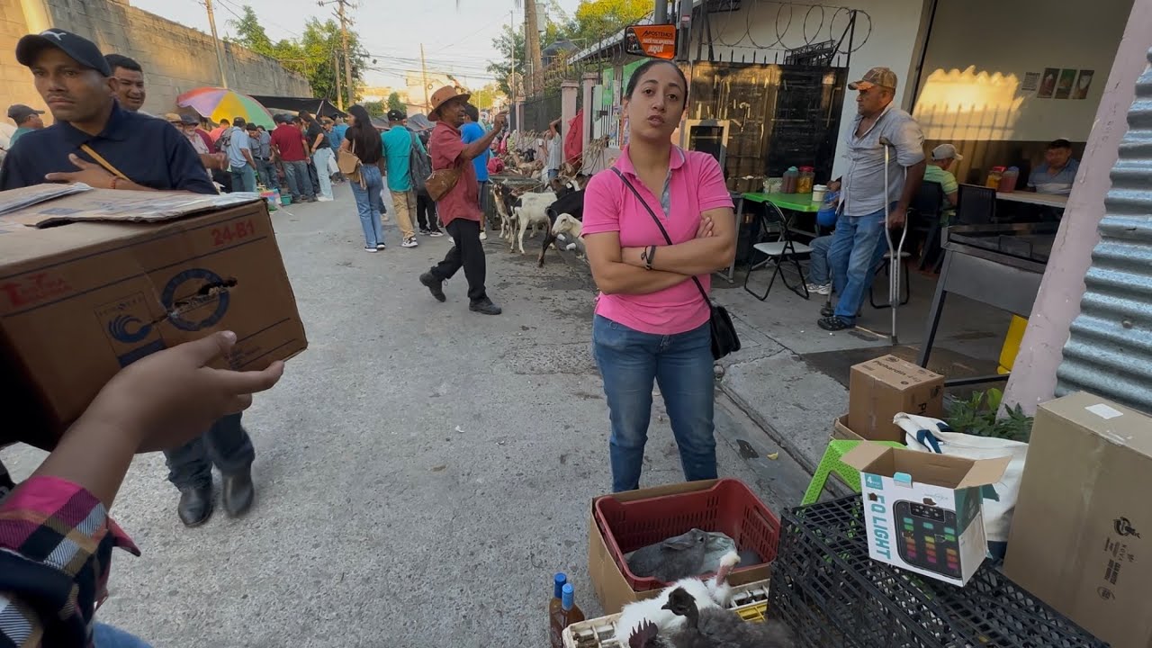 Aves de corral y conejos y cabras de venta en el Tiangue 