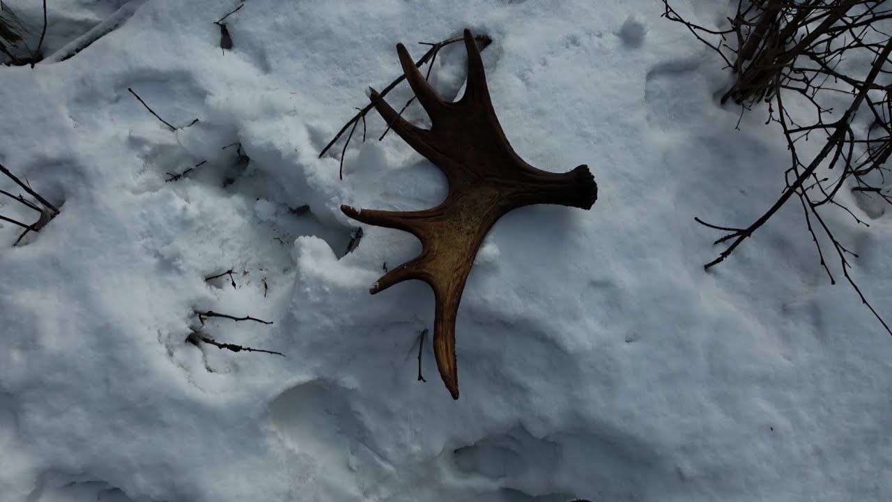 Passa trwa! Kolejny zrzut łosia. Zrzuty łosia 2025/2026r. 