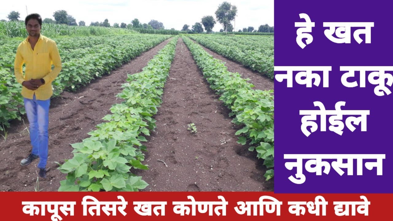 कापूस खत व्यवस्थापन तिसरे कधी आणि कोणते करावे! खत देताना ही चूक नका करू