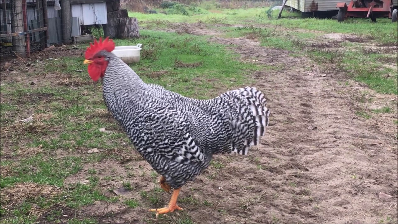 Il canto del gallo Gastone: il nostro Gallo di razza Amrock | Il Verde Mondo