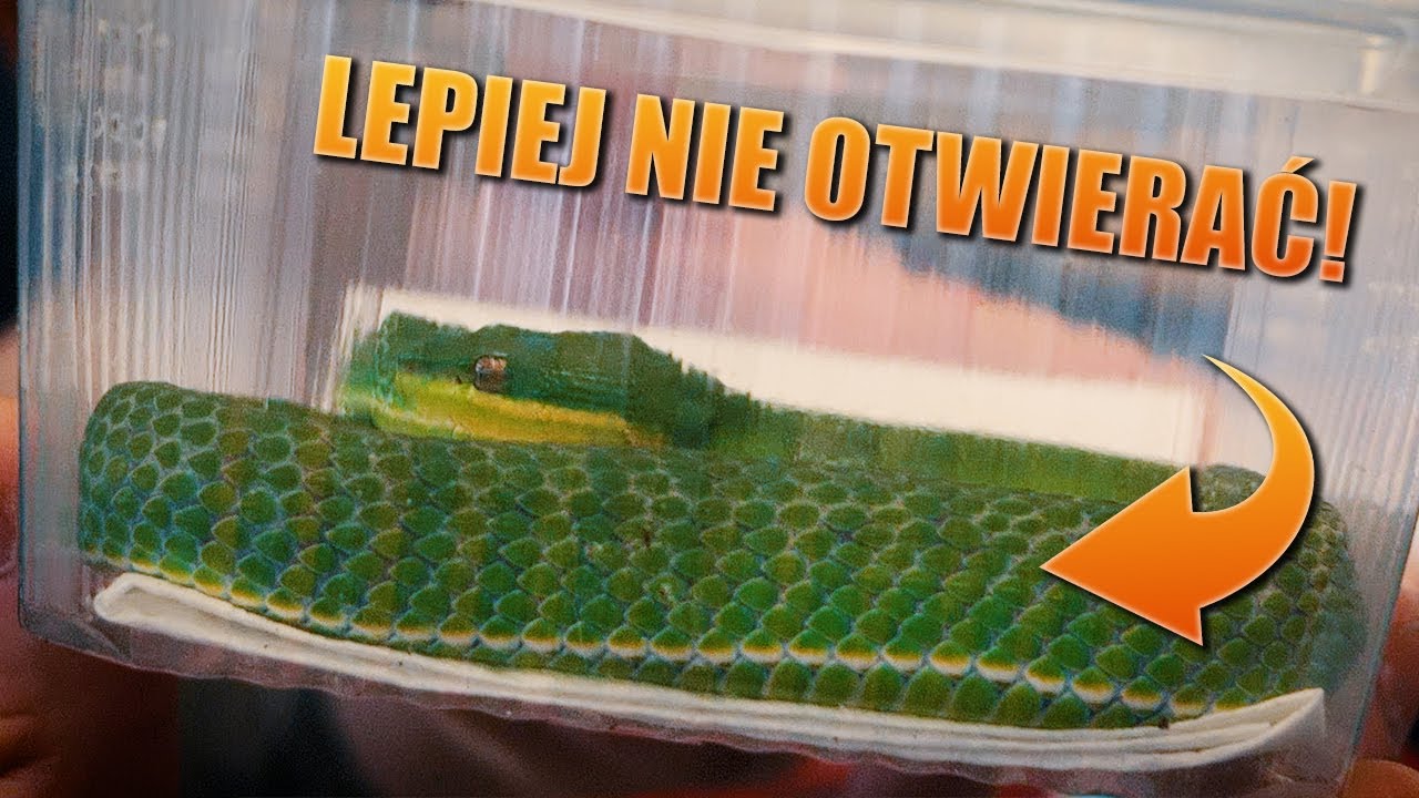 #105 Giełda terrarystyczna w Ostrawie - mają 