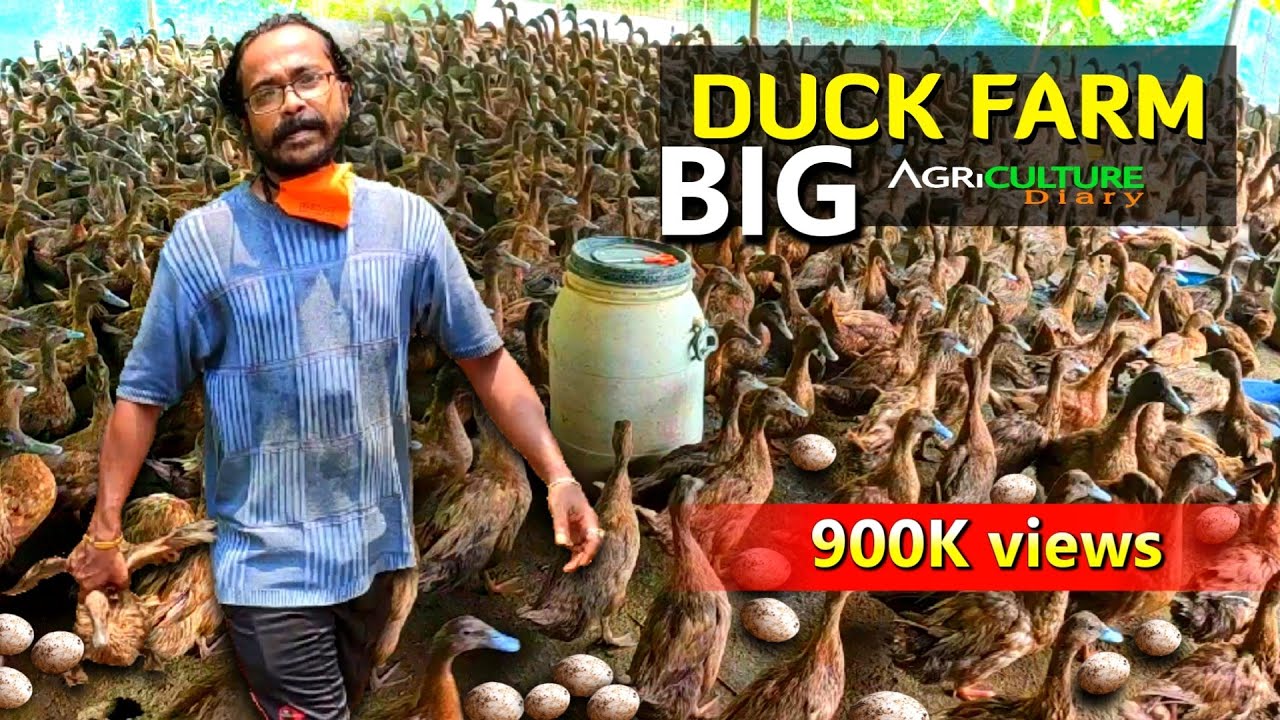 পশ্চিমবঙ্গে প্রথম Commercial হাঁস ফার্ম | Khaki Campbell (Duck Farming) | Big Duck Farm