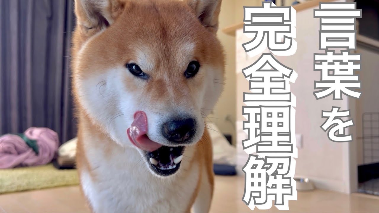 おそらく日本で1番言葉が通じると言っても過言ではない柴犬