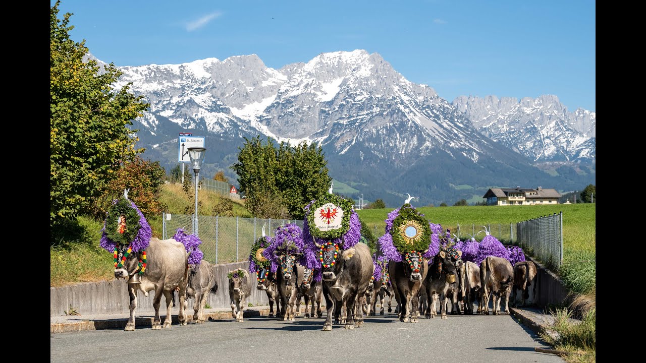 Almabtrieb 2024 - 45 Jahre Tradition in Söll am Wilden Kaiser | Begleite Hans und seine Kühe