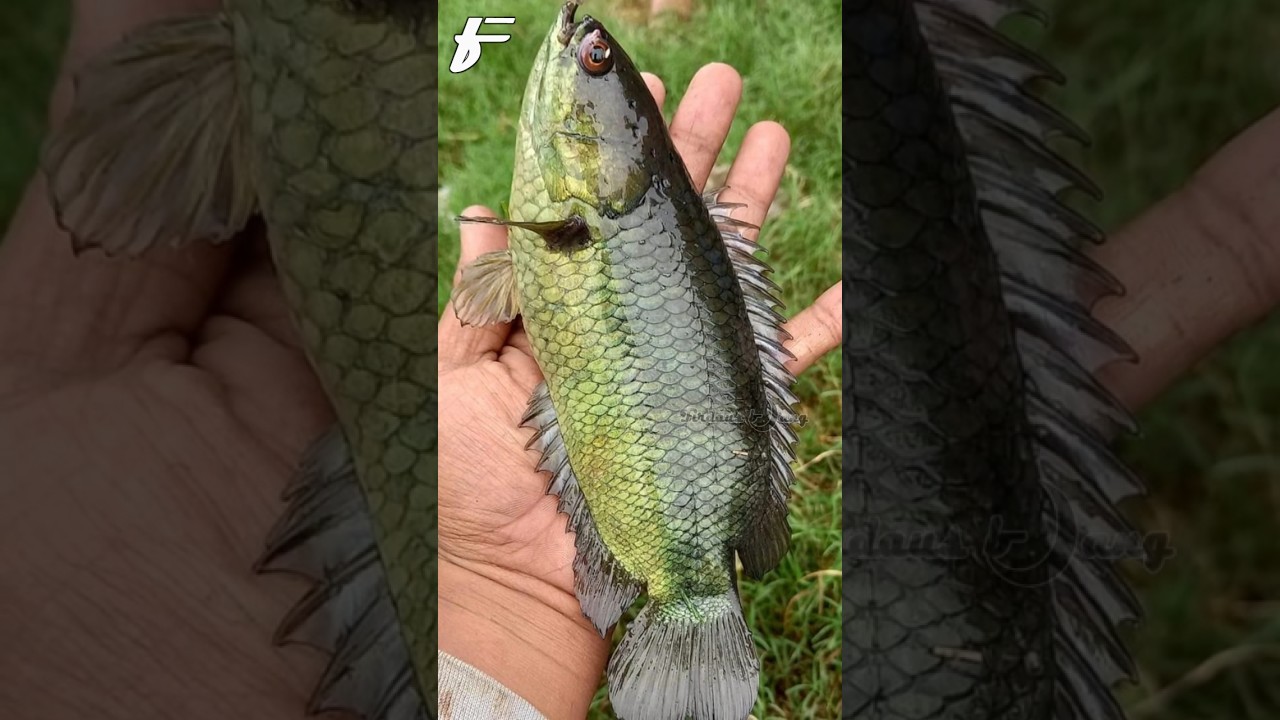 Kisah pemancing yang mendapatkan ikan betok #shorts #memancing #beritaviral