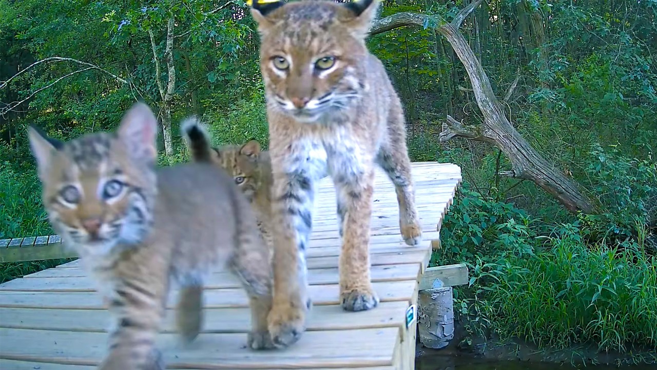A Bobcat Family Took Over His Backyard—Then He Discovered They Were Saving His Life!