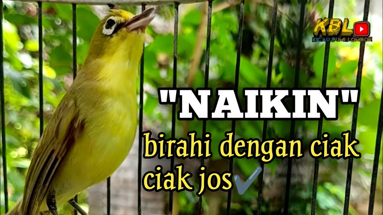 CIAK CIAK JOSS KECIAL KUNING AMPUH||PANCINGAN KECIAL MALAS BUNYI||