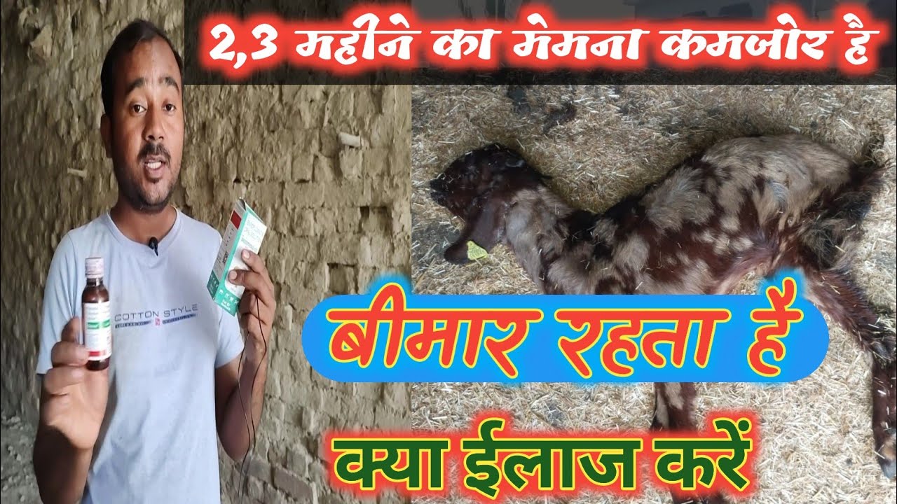 कमजोर मेमनों की जानकारी और ईलाज |Vimalumrao |