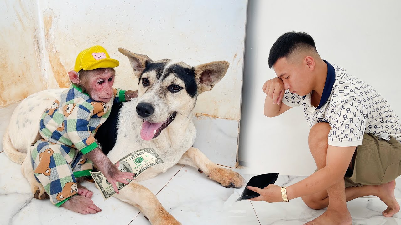 So funny! What did Monkey Cubis steal Dad's money for?