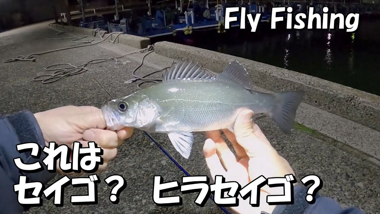フライでセイゴ？ヒラセイゴ？釣り