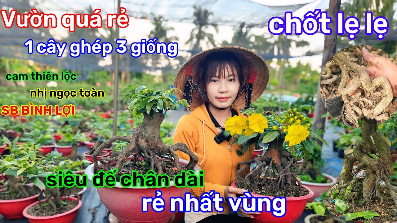 🌲2/3☎️Vườn mai Kim Nở☎️mai ghép mùa mới🌲đế xổ chân dài🌲lên lô mới🌲nhiều giống hơn 
