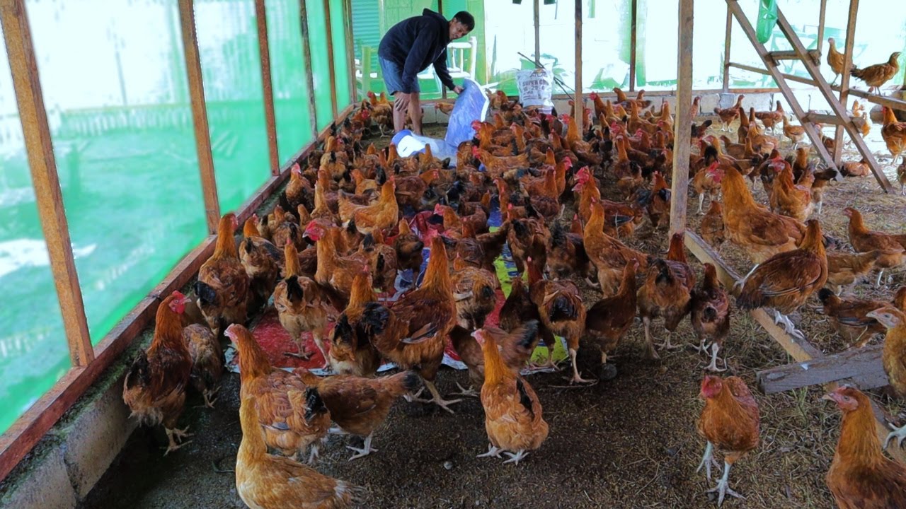 Easy way to start a chicken farm business!
