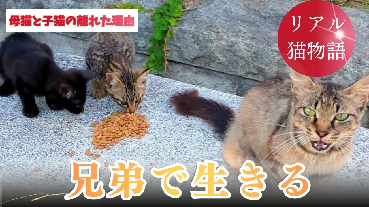 住み慣れた場所を決死の覚悟で離れた猫