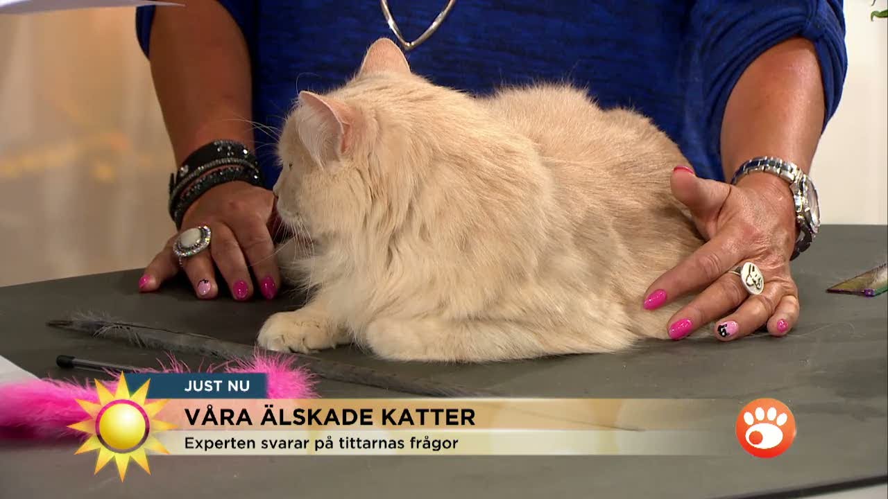 Svårt, men: Klappa inte katten för ofta! - Nyhetsmorgon (TV4)