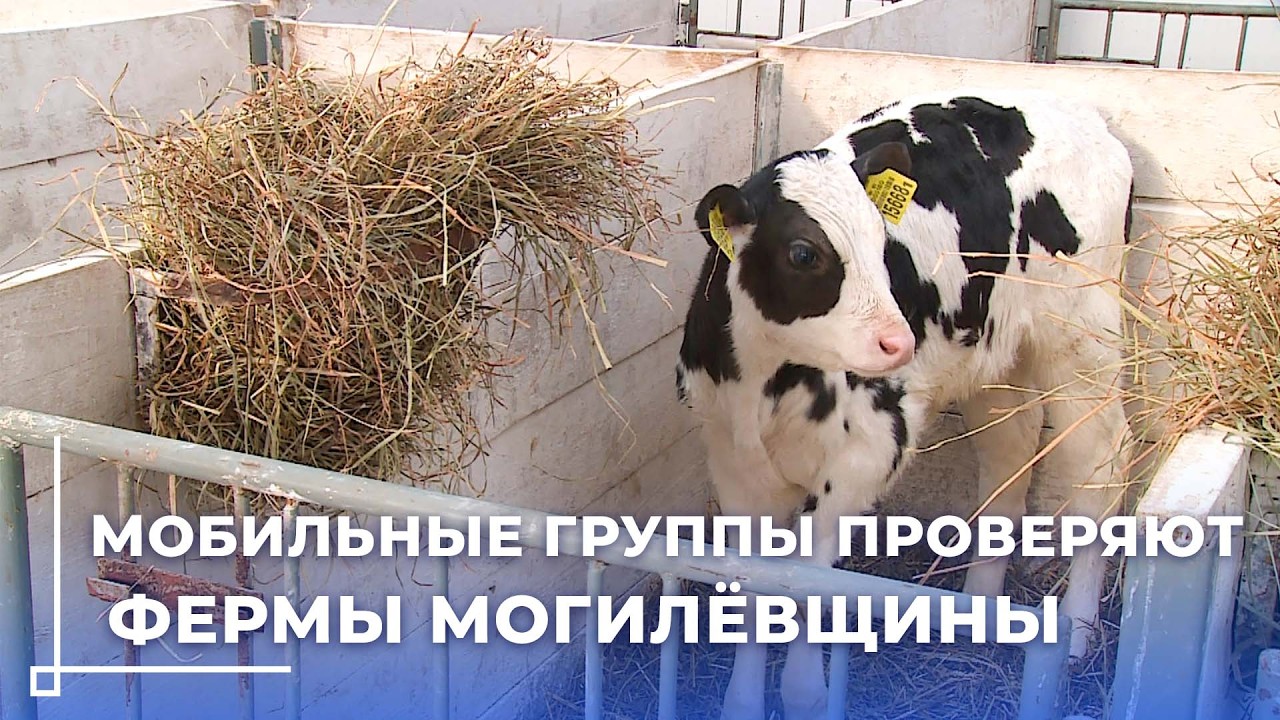 Не ради проверок, а ради результата: контроль за содержанием телят на Могилёвщине