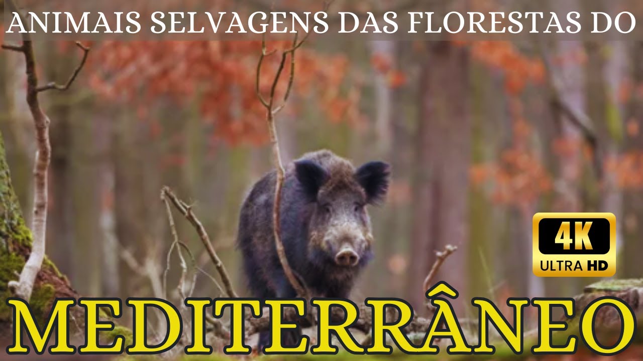 Florestas Mediterrâneas: Um Paraíso Selvagem que Poucos Conhecem