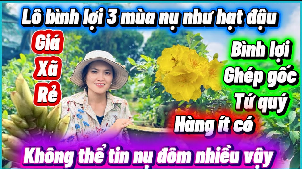 24-1-2026☎️0387029933📲mai chơi Tết giá rẻ nụ ốc cục nổi bình lợi 3 mùa báo mã số 