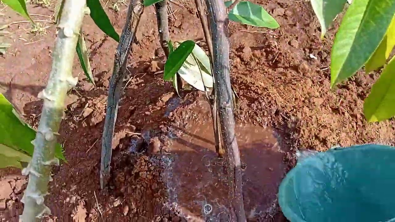 Petani Durian Memas Jos Jis