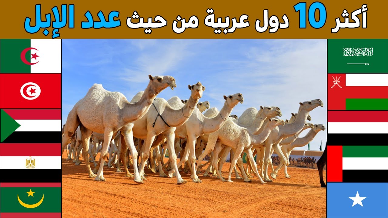 من هي اكثر دولة عربية من حيث عدد الجمال في العالم؟ تقرير جديد لأكبر 10 دول عربية في تربية الابل